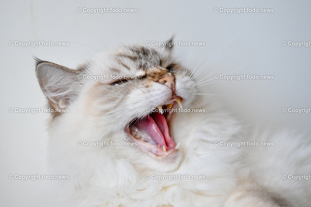 Katze_ Ragdoll_ Emillie_ 13.09.2024-10 | 13.09.2024, Linz, AUT, Haustier, Katzen, im Bild Haustier, Katze, Katzen, Kater, Stubentiger, Rasse, Ragdoll, Zucht, Emillie