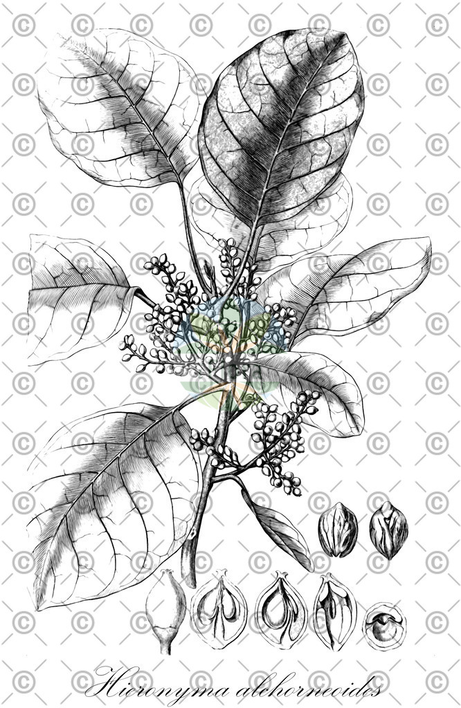 HistAbb_wfo-0000874407_1_ENZY_Simple | Historische Abbildung von Hieronyma alchorneoides - Phyllanthaceae | Historical Illustration of Hieronyma alchorneoides - Phyllanthaceae