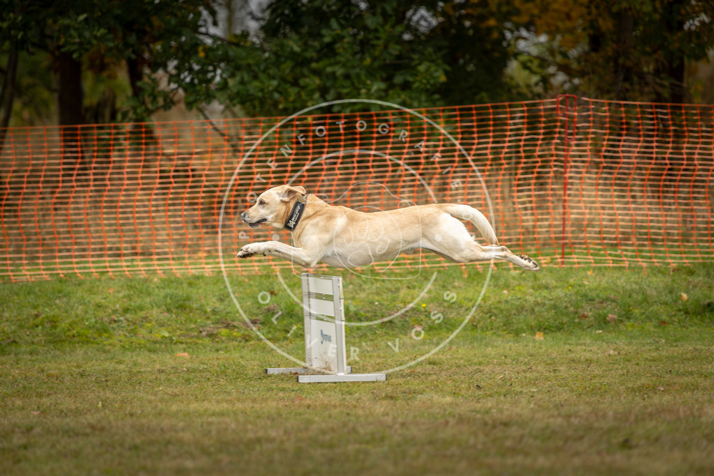 Pfotenfotografie_DV3A4562 | Hundefotografie, Tierfotograf, Pfotenfotografie, Fotoshooting Hund, Hunde Portrait, Hundesport, Hundeportraits, Heideshooting, Hunde, Sportfotograf, Hundefotograf, Turnierhundsport, THS,  - Realisiert mit Pictrs.com