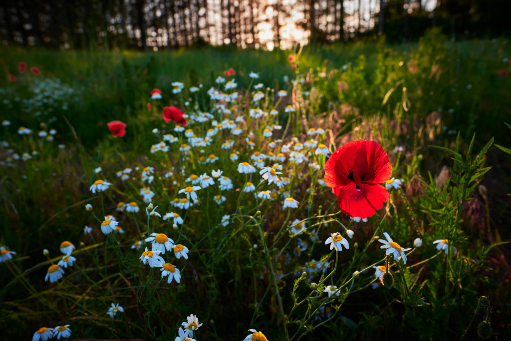 Feld mit Mohnblumen und echter Kamille | Pfösing, Austria - June 06, 2020: Feld mit Mohnblumen und echter Kamille, im Hintergrund ein Waldrand. - Realisiert mit Pictrs.com