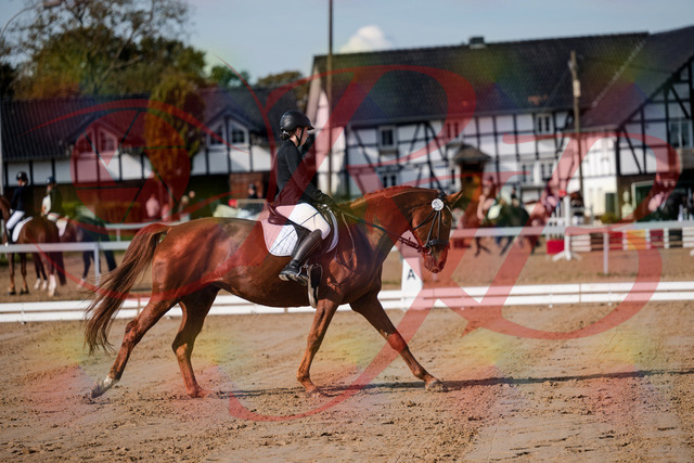 2026_10_03_Siefer-Hof_114203_Z63_23254581 | Professionelle Reitsport-, Turnier- und Eventfotografie von Robert Broda. Galerien mit ausgewählten und bearbeiteten Bildern direkt online ansehen und bestellen.