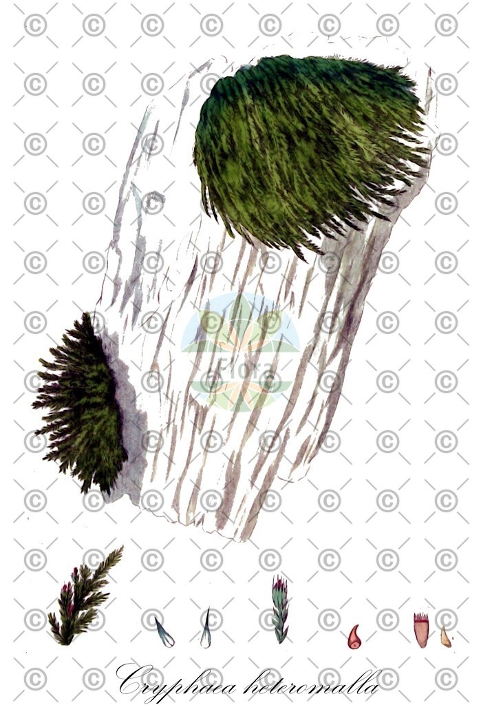 HistAbb_wfo-0001181157_1_ENZY_Simple | Historische Abbildung von Cryphaea heteromalla - Cryphaeaceae | Historical Illustration of Cryphaea heteromalla - Cryphaeaceae