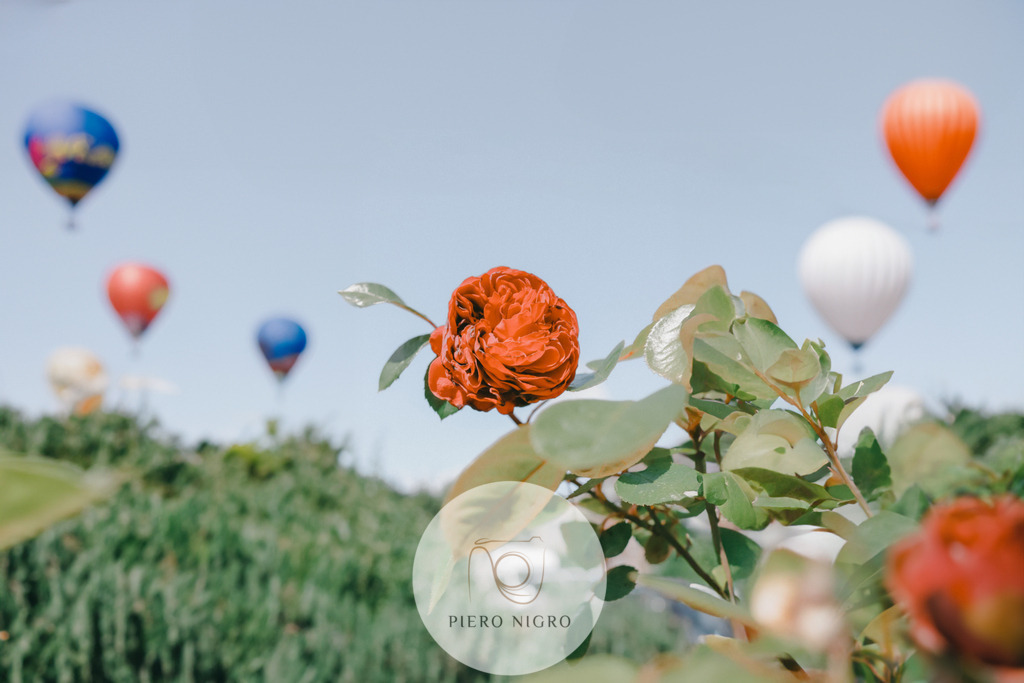 230519_HoAirBalloonFlower | Galleria Dei Moment - Fotografie D' Arte | Wallart | Fotokunst - Realisiert mit Pictrs.com