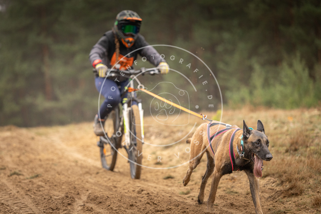 Pfotenfotografie_DV3A3215 | Hundefotografie, Tierfotograf, Pfotenfotografie, Fotoshooting Hund, Hunde Portrait, Hundesport, Hundeportraits, Heideshooting, Hunde, Sportfotograf, Hundefotograf, Turnierhundsport, THS,  - Realisiert mit Pictrs.com