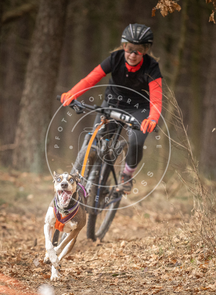 Pfotenfotografie_DV3A3100 | Hundefotografie, Tierfotograf, Pfotenfotografie, Fotoshooting Hund, Hunde Portrait, Hundesport, Hundeportraits, Heideshooting, Hunde, Sportfotograf, Hundefotograf, Turnierhundsport, THS,  - Realisiert mit Pictrs.com