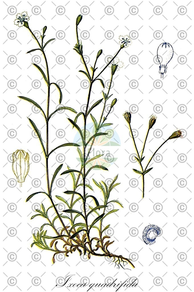 HistAbb_wfo-0001253365_1_ENZY_Simple | Historische Abbildung von Ixoca quadrifida - Caryophyllaceae | Historical Illustration of Ixoca quadrifida - Caryophyllaceae