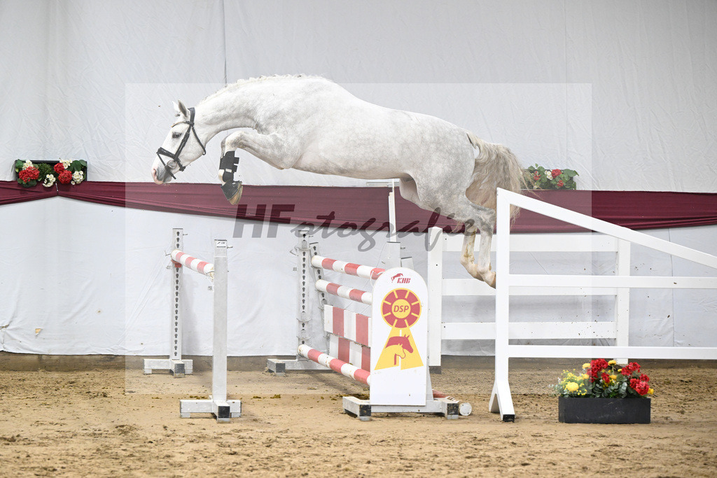 Kat-Nr. 86 Zirocco Blue x Askari_Daniela Kastner-Schoepe_47252894 | hf-fotografie - Realisiert mit Pictrs.com