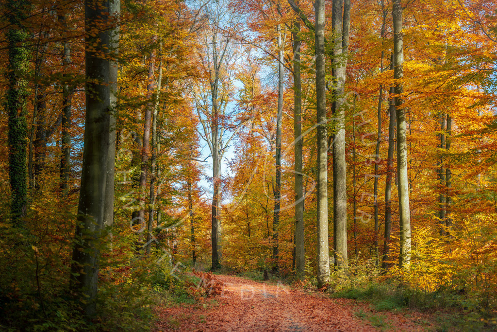 2025-10-31 Herbst Hemmingen Zeilwald 003 | Schwotte Media - Realisiert mit Pictrs.com