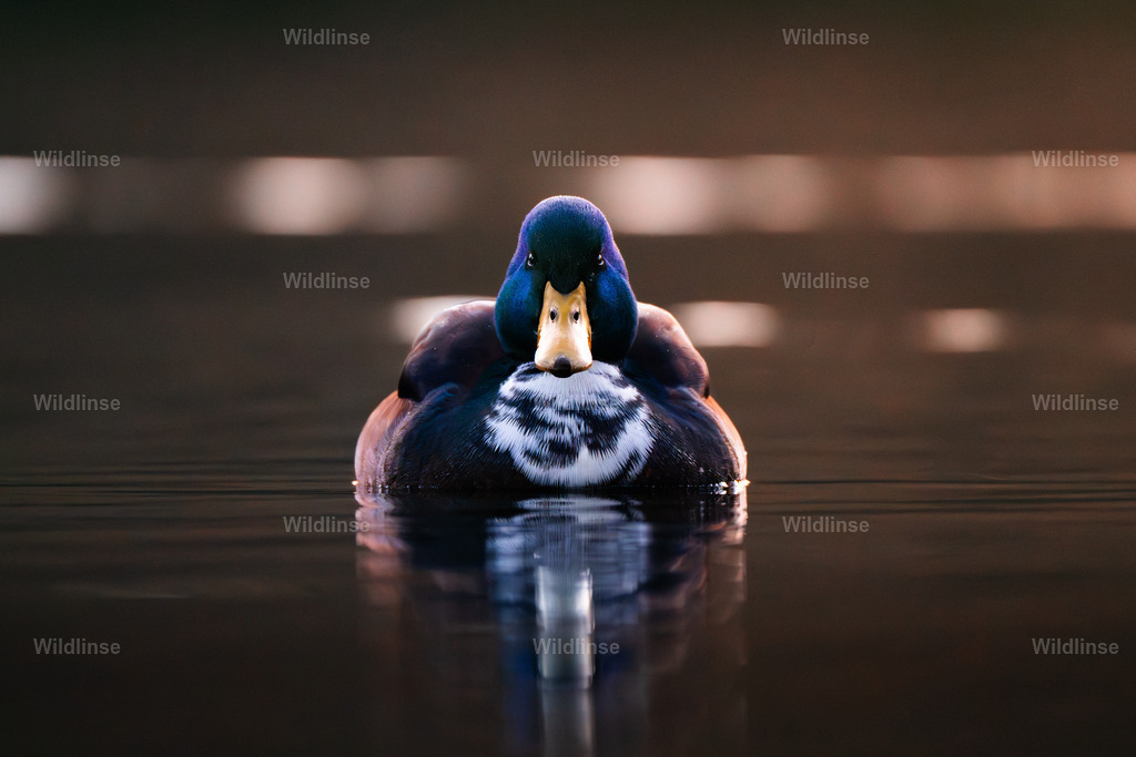 Wildlinse-251216-1 | Willkommen bei Wildlinse. Wildtierfotografien aus Schleswig-Holstein: Entdecke einzigartige Fine-Art-Prints und Poster, die Ruhe, Wildnis und die Schönheit unserer heimischen Tierwelt in dein Zuhause bringen. - Realisiert mit Pictrs.com