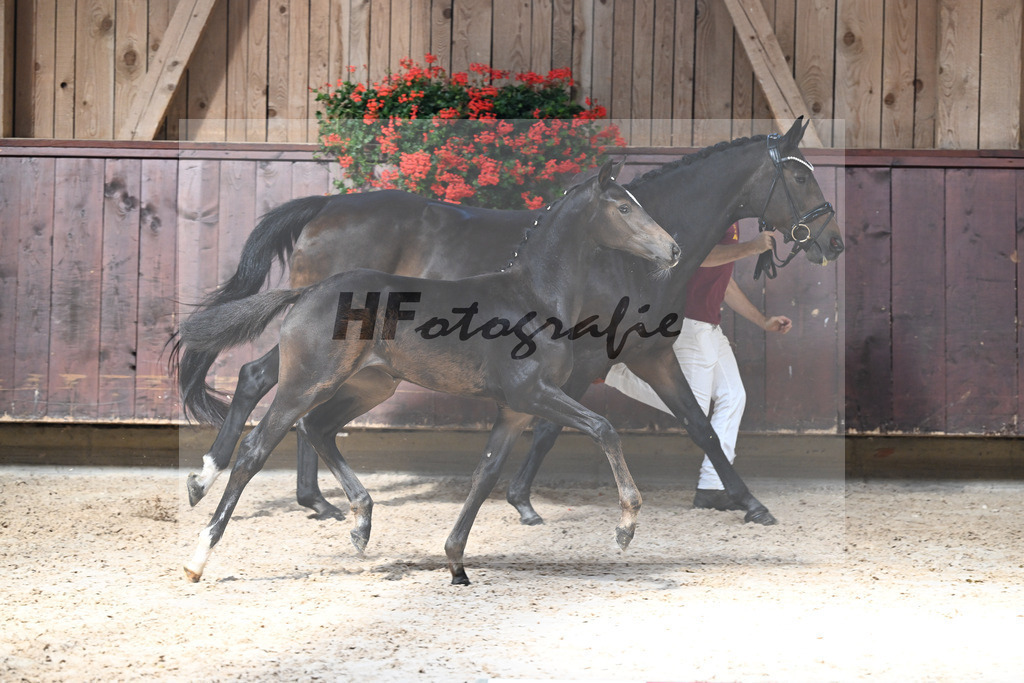 Kat-Nr. 14 Goldberg x Luberon_SF_Wagner_25250343 | hf-fotografie - Realizzato con Pictrs.com