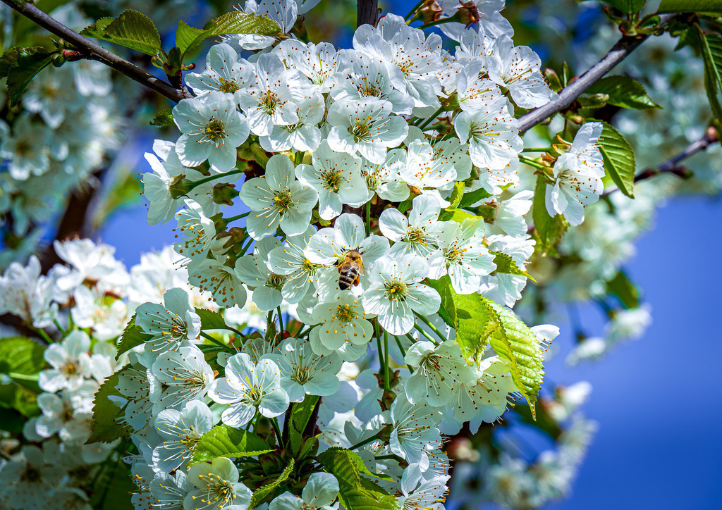 MPI_Blüten_0021 | Kirschblüten bei Achern-Mösbach - Realisiert mit Pictrs.com