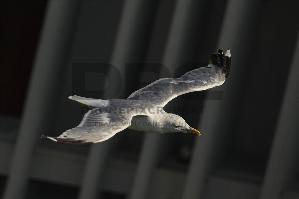 Yellow-legged Gull (Larus michahellis) | Yellow-legged Gull (Larus michahellis), a large gull species commonly found along Mediterranean coasts, rocky shorelines, harbours and coastal areas. - Realisiert mit Pictrs.com