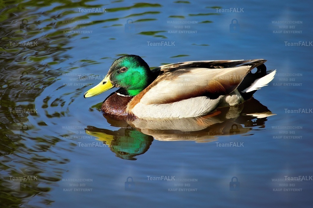 Erpel | Forma et Fluctus Lumen Dualitatis - Realisiert mit Pictrs.com