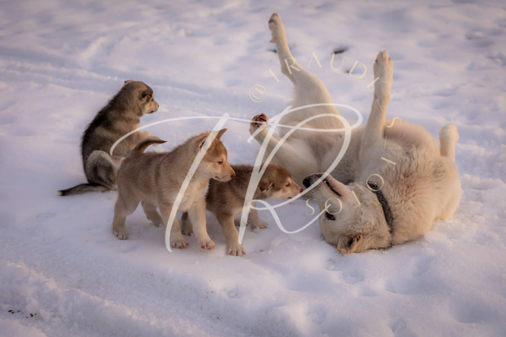 2C4CCA89-E04F-48CC-8475-C86590B54F0A | traudl_s_fotos