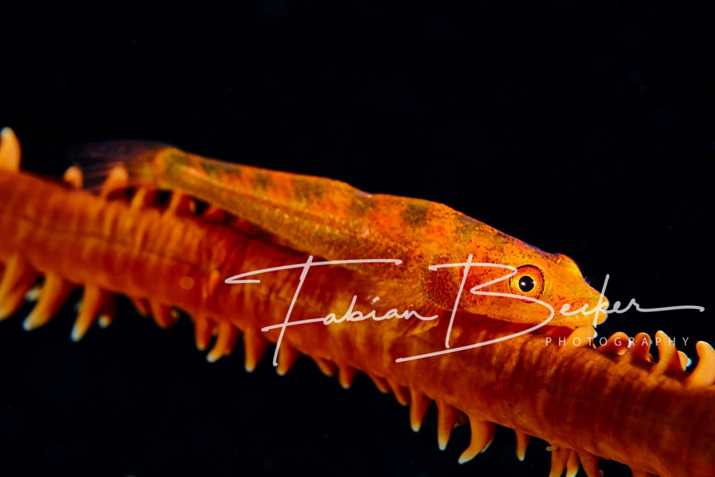 Relaxing | Einzigartige Wandbilder von faszinierenden Unterwasserwelten. Exklusive Kunst für Empfangsbereiche, Wohnraum oder Wartezimmer. - Realisiert mit Pictrs.com