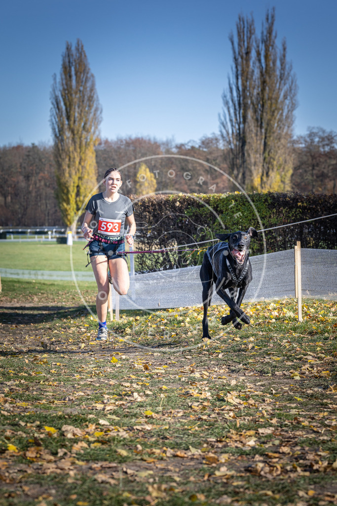 CaniXpix_DV3A9321 | Hundefotografie, Tierfotograf, Pfotenfotografie, Fotoshooting Hund, Hunde Portrait, Hundesport, Hundeportraits, Heideshooting, Hunde, Sportfotograf, Hundefotograf, Turnierhundsport, THS,  - Realisiert mit Pictrs.com