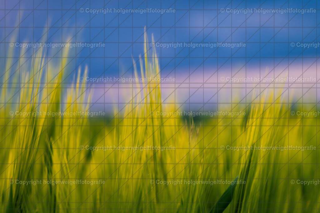 20220524195728D75_3184 | Kaufen sie online außergewöhnliche Fotografien auf Leinwand Acrylglas Fotoprint Aludibond von holgerweigeltfotografie - Realisiert mit Pictrs.com