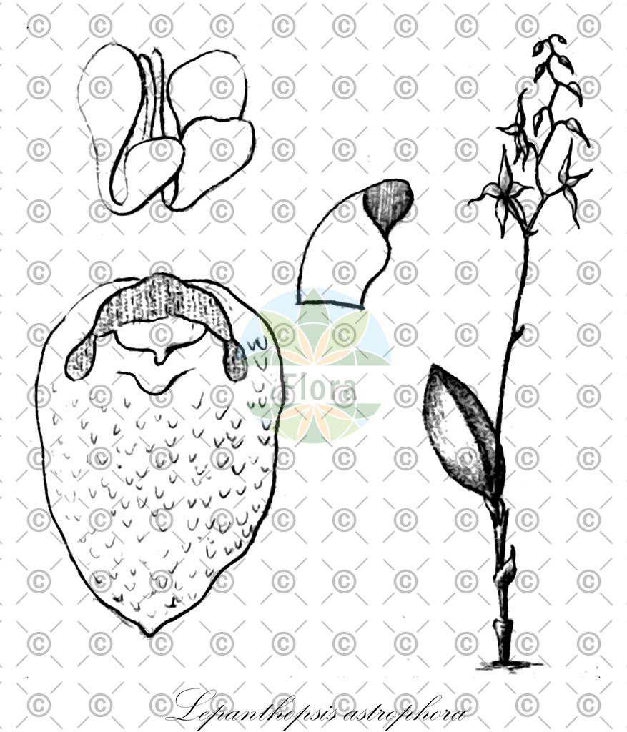 HistAbb_wfo-0000366489_1_ENZY_Simple | Historische Abbildung von Lepanthopsis astrophora - Orchidaceae | Historical Illustration of Lepanthopsis astrophora - Orchidaceae