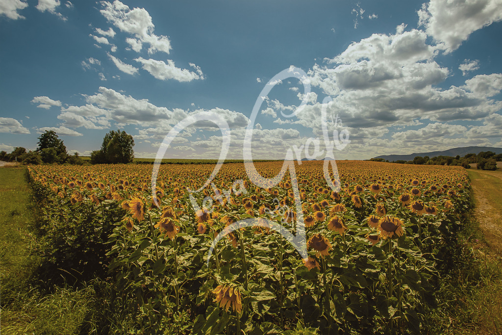 08-IMG_2763-Sonnenblumen-O-LOGO | petragrafie - Realisiert mit Pictrs.com