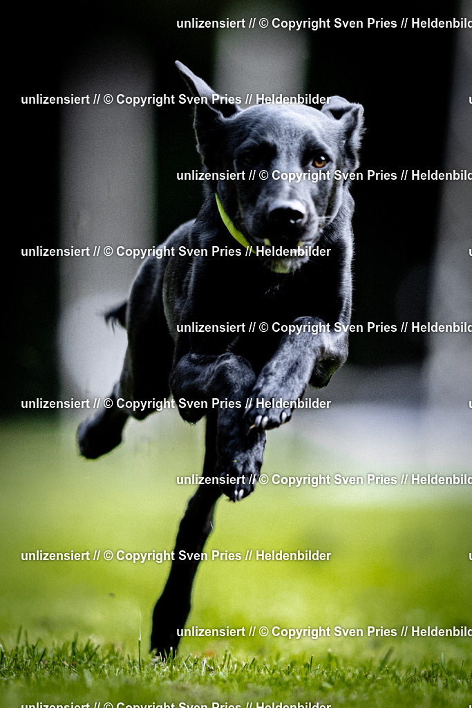 Sven Pries | 2025-10-03 - Hunderennen Obergrombach - Realisiert mit Pictrs.com