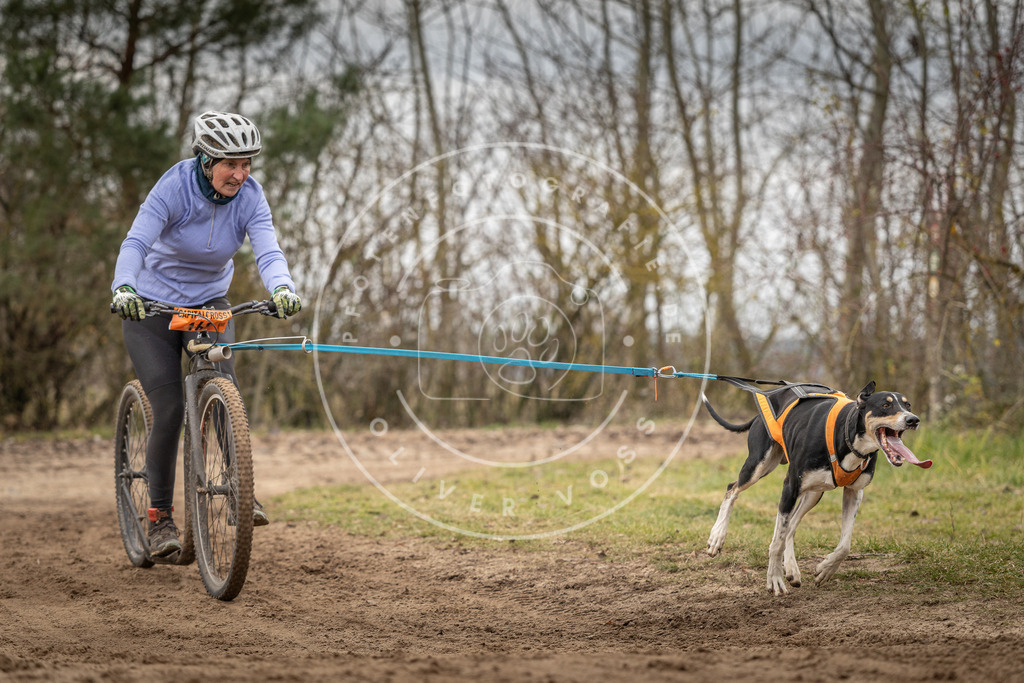 Pfotenfotografie_DV3A9648 | Hundefotografie, Tierfotograf, Pfotenfotografie, Fotoshooting Hund, Hunde Portrait, Hundesport, Hundeportraits, Heideshooting, Hunde, Sportfotograf, Hundefotograf, Turnierhundsport, THS,  - Realisiert mit Pictrs.com
