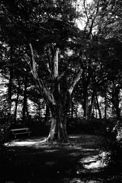 Magische Bäume 1 | Klostergarten Abtei Korneimünster