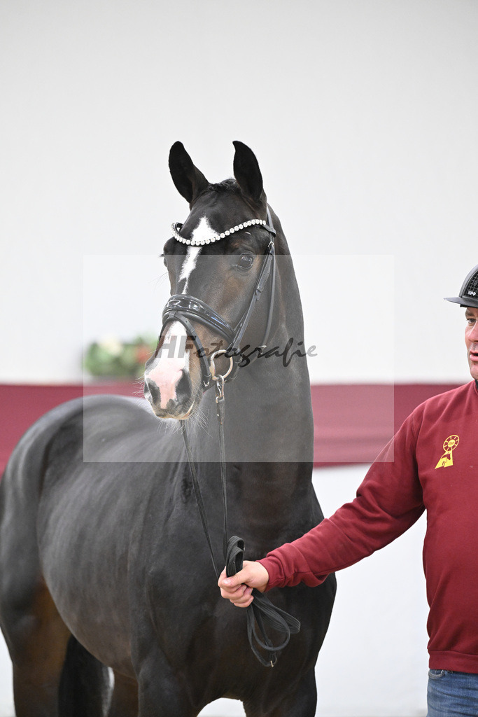 Kat-Nr. 33 Negro x Quaterback_Stefan Holtwiesche_47251115 | hf-fotografie - Realisiert mit Pictrs.com