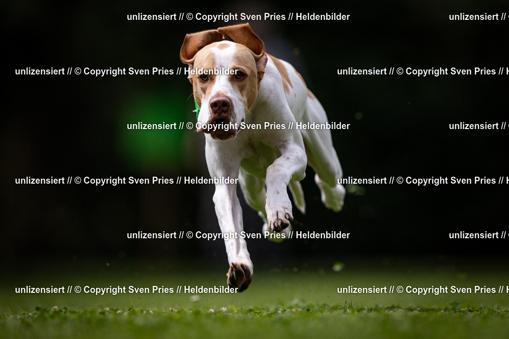 Sven Pries | 19. Allgemeines Hunderennen Karlsruhe Durlach - Realisiert mit Pictrs.com