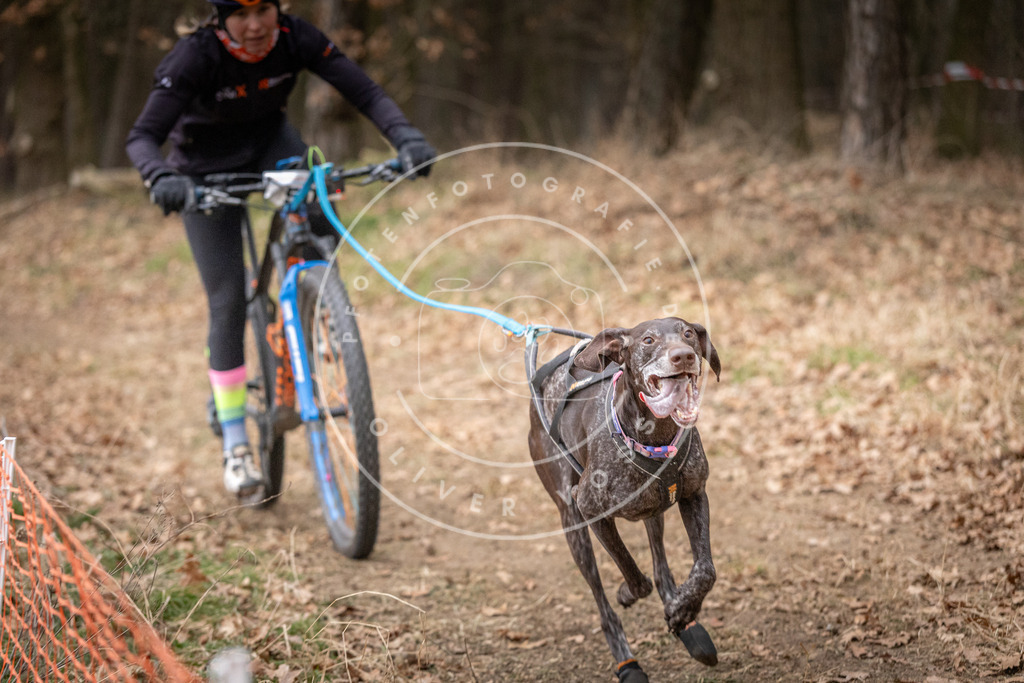 Pfotenfotografie_DV3A1370 | Hundefotografie, Tierfotograf, Pfotenfotografie, Fotoshooting Hund, Hunde Portrait, Hundesport, Hundeportraits, Heideshooting, Hunde, Sportfotograf, Hundefotograf, Turnierhundsport, THS,  - Realisiert mit Pictrs.com
