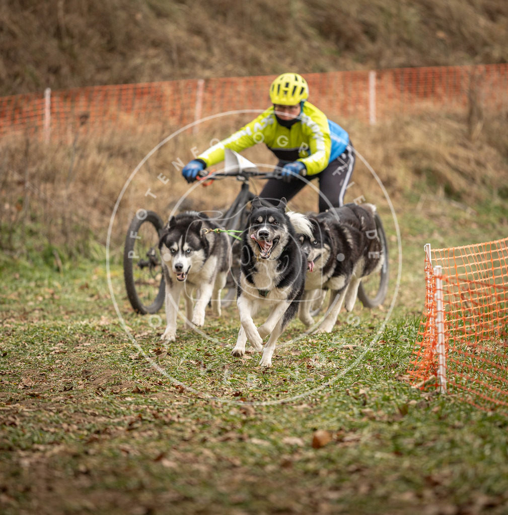 Pfotenfotografie_DV3A8586 | Hundefotografie, Tierfotograf, Pfotenfotografie, Fotoshooting Hund, Hunde Portrait, Hundesport, Hundeportraits, Heideshooting, Hunde, Sportfotograf, Hundefotograf, Turnierhundsport, THS,  - Realisiert mit Pictrs.com