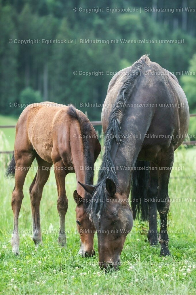 20210623_Fohlen_0508 | Foto: Thomas Hartig