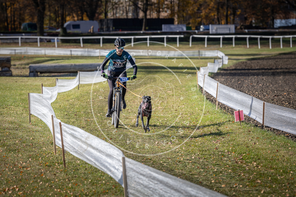 CaniXpix_DV3A7421 | Hundefotografie, Tierfotograf, Pfotenfotografie, Fotoshooting Hund, Hunde Portrait, Hundesport, Hundeportraits, Heideshooting, Hunde, Sportfotograf, Hundefotograf, Turnierhundsport, THS,  - Realisiert mit Pictrs.com