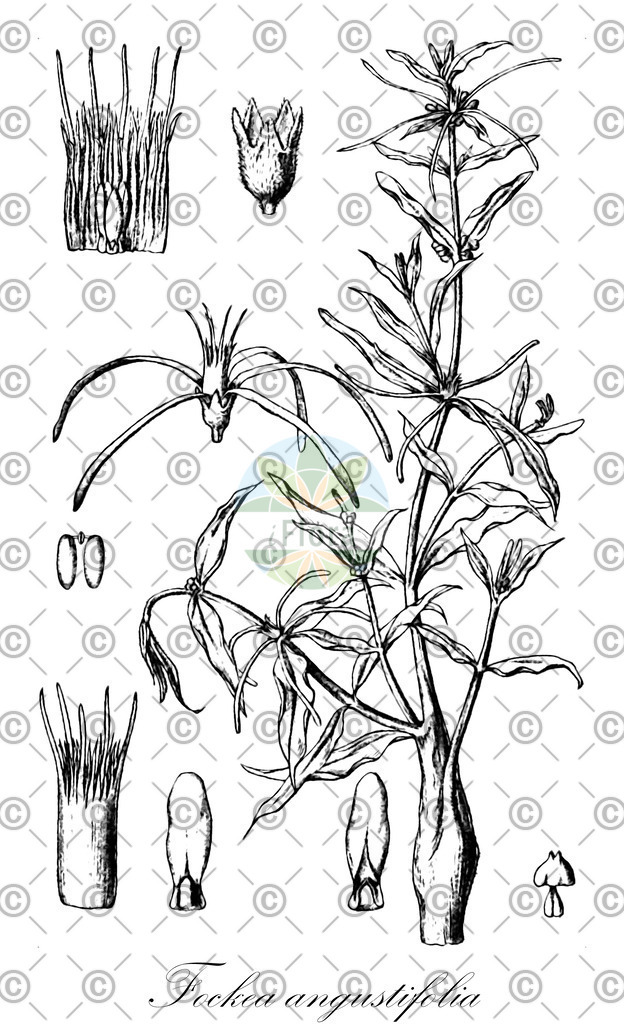 HistAbb_wfo-0000967270_1_ENZY_Simple | Historische Abbildung von Fockea angustifolia - Apocynaceae | Historical Illustration of Fockea angustifolia - Apocynaceae