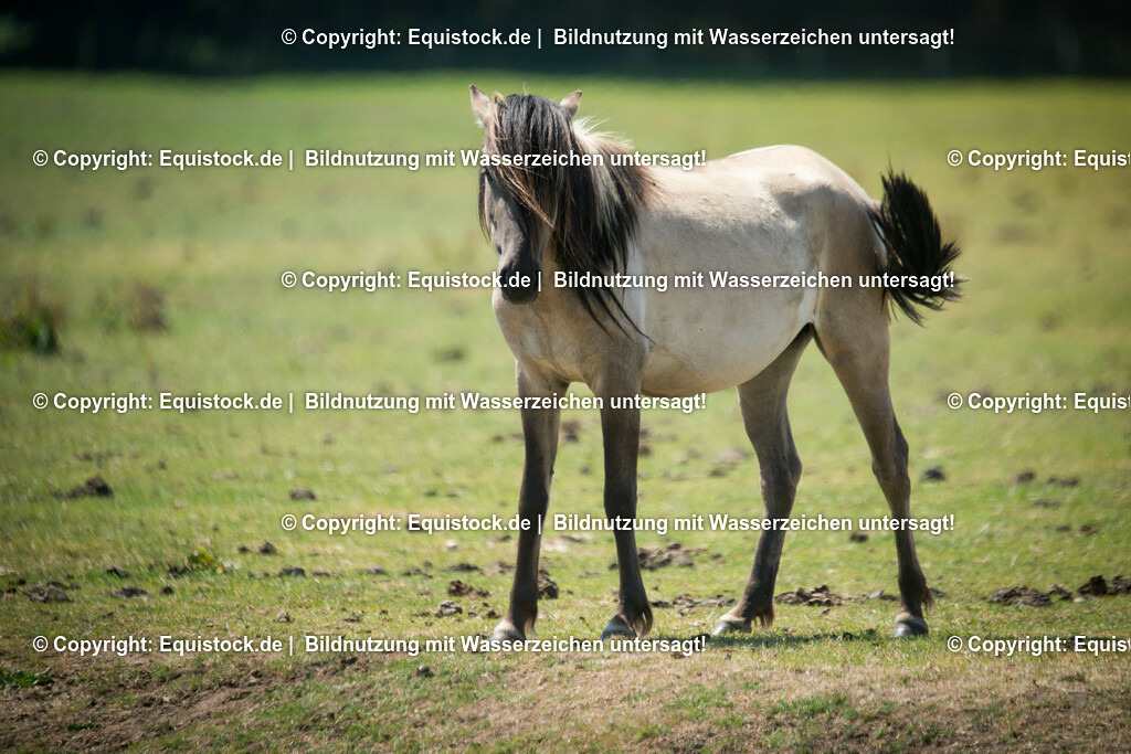20150711_TOMsPiC_0211 | equistock