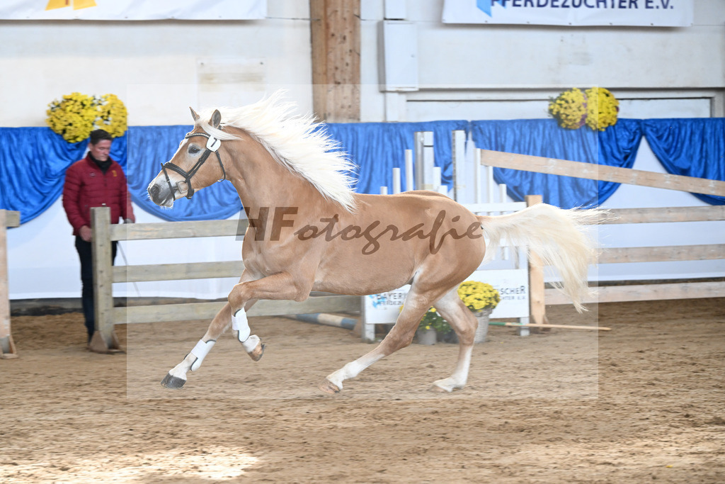 Kat-Nr. 7 Wingo vam Wickert v. Winterzauber_Zur Werra_48250184 | hf-fotografie - Realisiert mit Pictrs.com