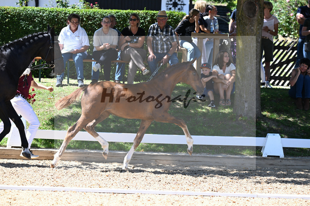 Kat-Nr. 68 SF Floricello x Donnerschlag_Gossner_27230720 | hf-fotografie - Realisiert mit Pictrs.com