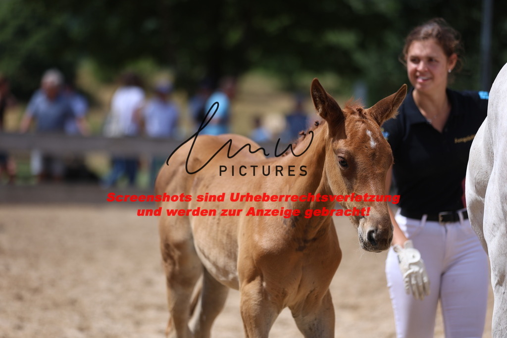 Fohlenschau_Schwäbisch_Hall_springbetonte_Fohlen_KN 27_6 | lmwpictures - Realisiert mit Pictrs.com