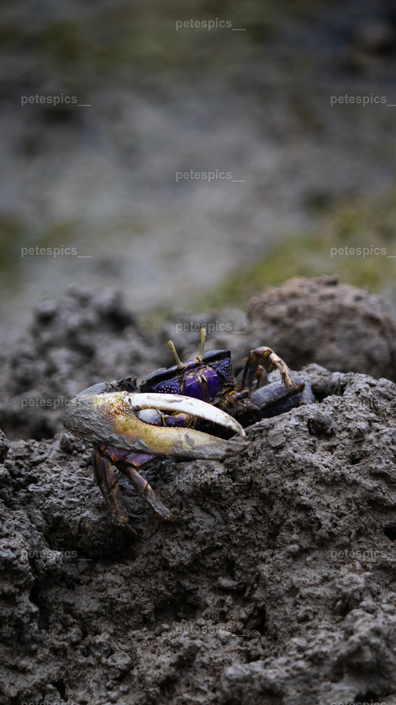 IMG_0757 | petespics