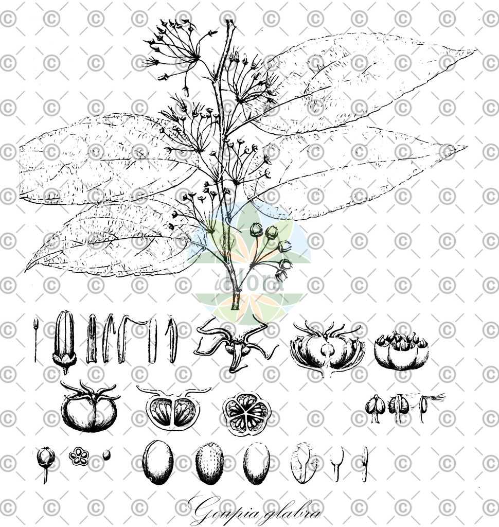 HistAbb_636BY_1_ENZY_Simple | Historische Abbildung von Goupia glabra - Goupiaceae | Historical Illustration of Goupia glabra - Goupiaceae