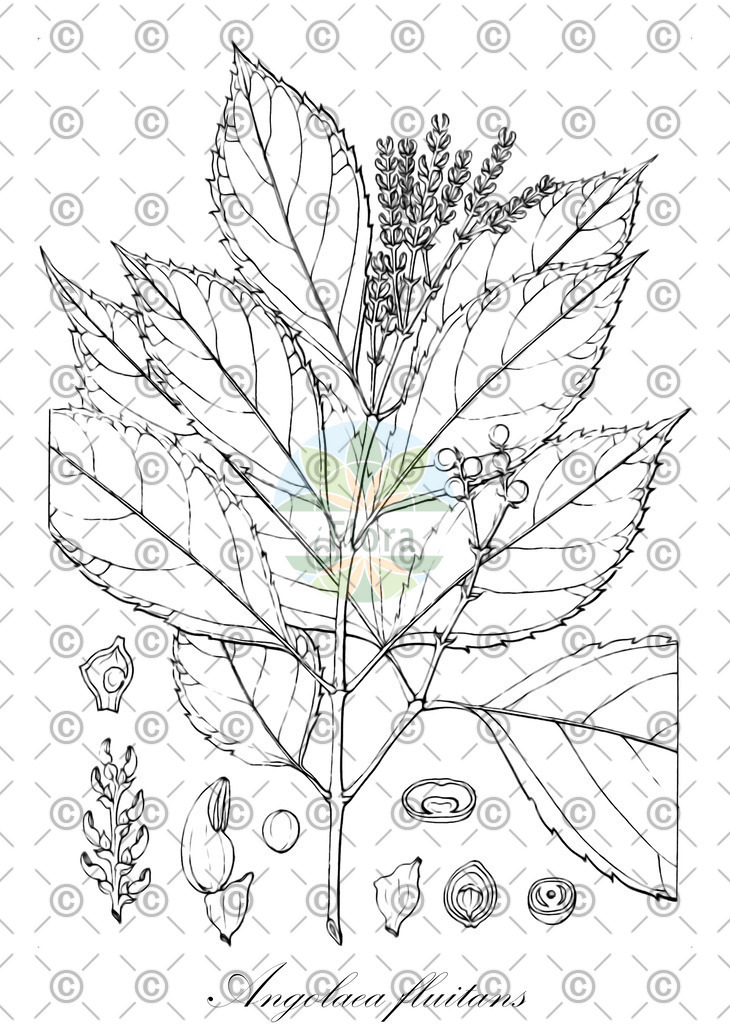 HistAbb_wfo-0000536542_571_ENZY_Simple | Historische Abbildung von Angolaea fluitans - Podostemaceae | Historical Illustration of Angolaea fluitans - Podostemaceae