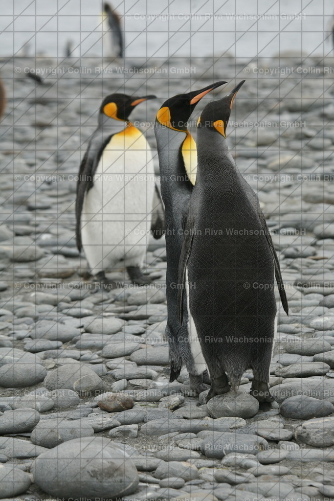 IMG_9670 | Antarktis / Antarctica - Realisiert mit Pictrs.com