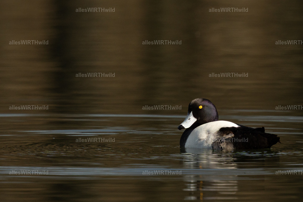 Daniel Wirth - www.allesWIRTHwild.de -7IV07777 | Entdecke die faszinierende Welt der Natur- und Wildlife-Fotografie von Daniel und Bärbel. Inspirierende Bilder von wilden Tieren und kleinen Naturwundern.