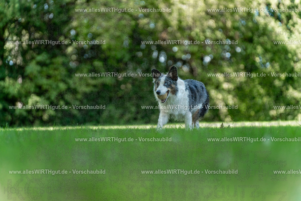 Hundeschwimmen_Volksbad_2026-allesWIRTHgut_Tierfotografie-2609061323-7R500722 | Professionelle Tierfotografie in Mönchengladbach von Daniel Wirth (allesWIRTHgut). Liebevolle & natürliche Bilder von Hunden & Katzen für unvergessliche Erinnerungen.