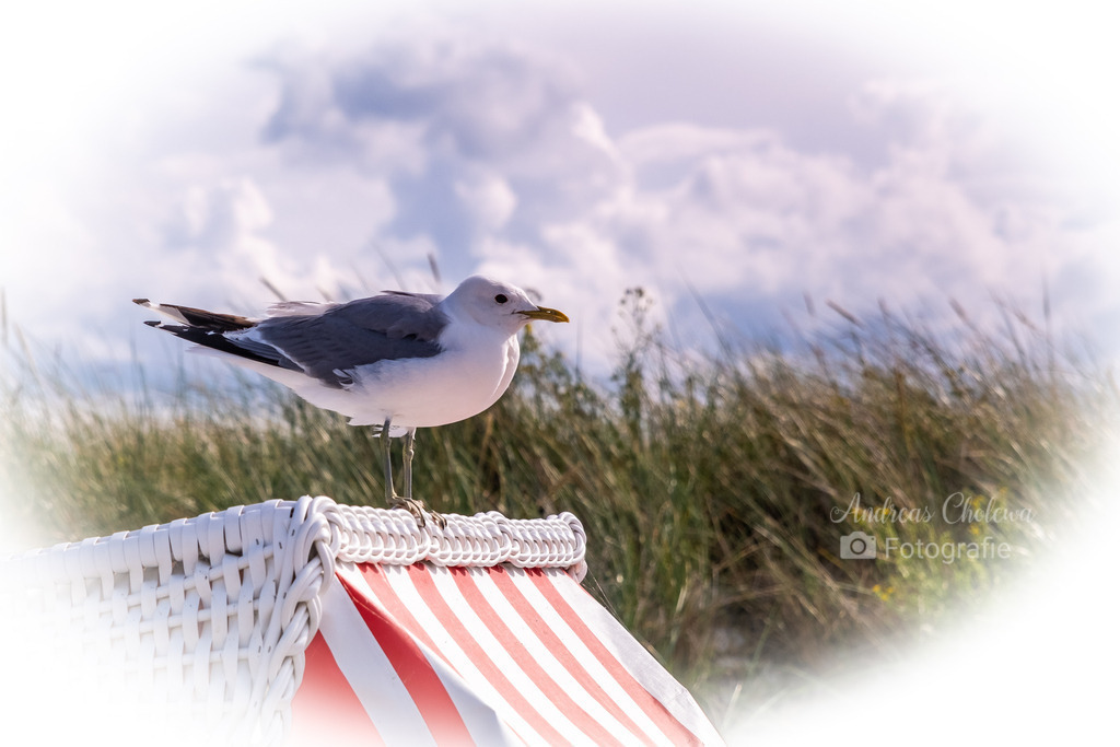 Möwe auf dem Strandkorb | Der Onlineshop für malerische Fotografien aus dem Landkreis Vechta✅ Premium Druck auf Leinwand✅ Acryl✅ oder Alu-Dibond✅➤Jetzt Bestellen! - Realisiert mit Pictrs.com