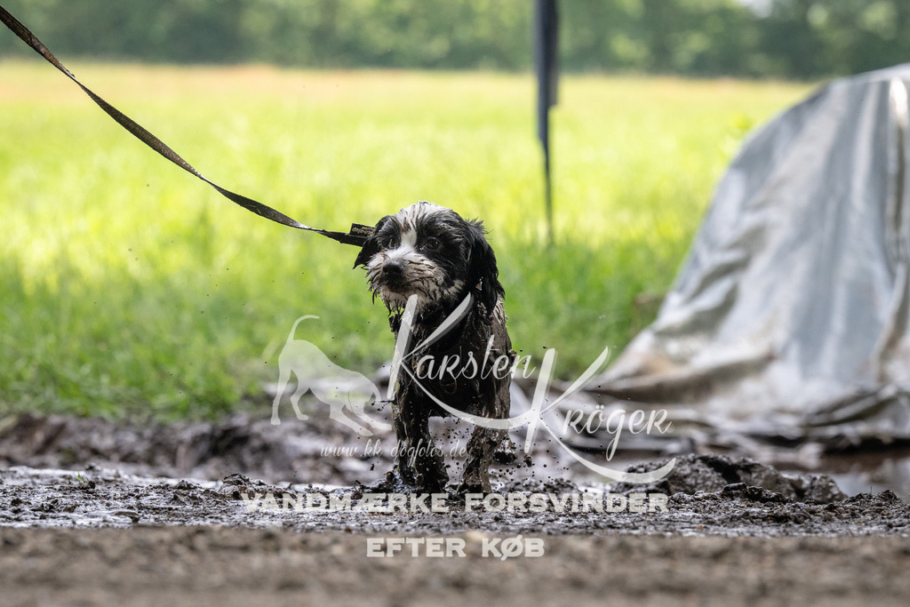 1212_ZZ91760 | kk-dogfotos