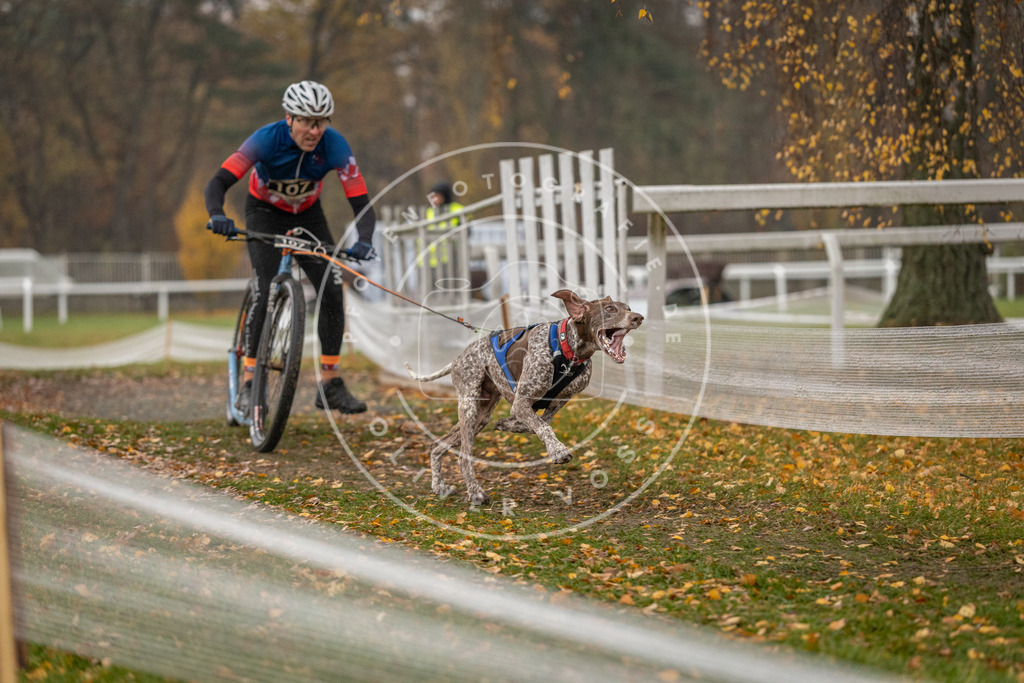 CaniXpix_DV3A7774 | Hundefotografie, Tierfotograf, Pfotenfotografie, Fotoshooting Hund, Hunde Portrait, Hundesport, Hundeportraits, Heideshooting, Hunde, Sportfotograf, Hundefotograf, Turnierhundsport, THS,  - Realisiert mit Pictrs.com
