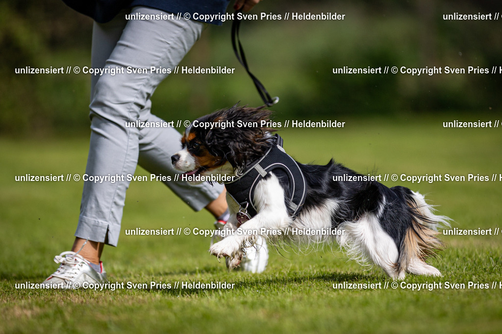 Sven Pries | 2024-09-22 - Hunderennen Baden-BadenPudelverein - Realisiert mit Pictrs.com