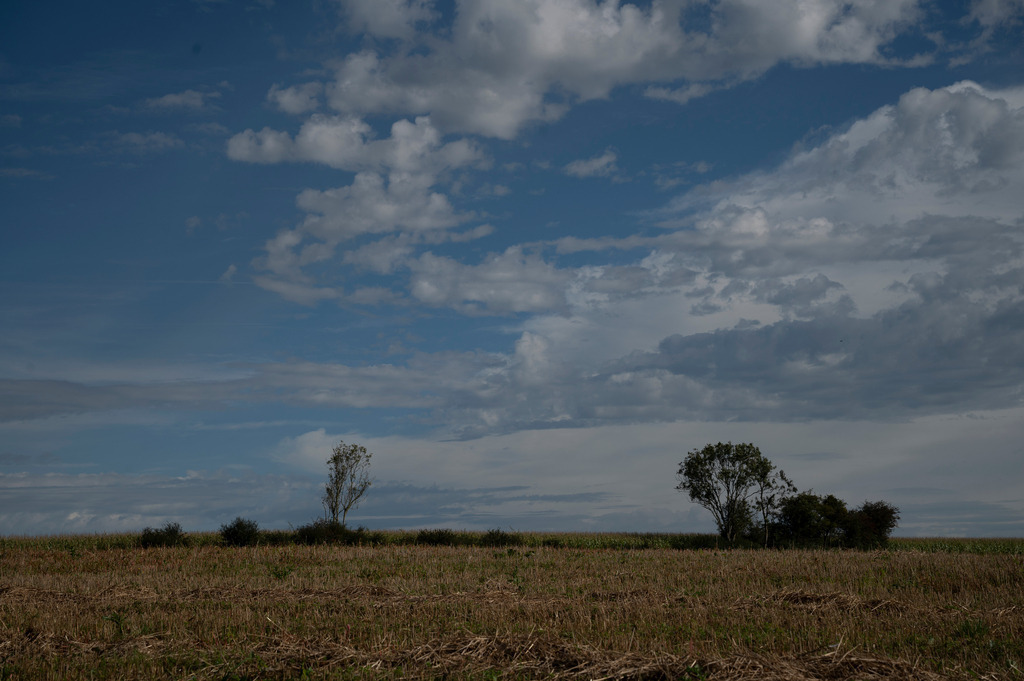 Mystische Bäume | Die Mystik der Bäume unterscheidet sich je nach Jahreszeit  - Realisiert mit Pictrs.com