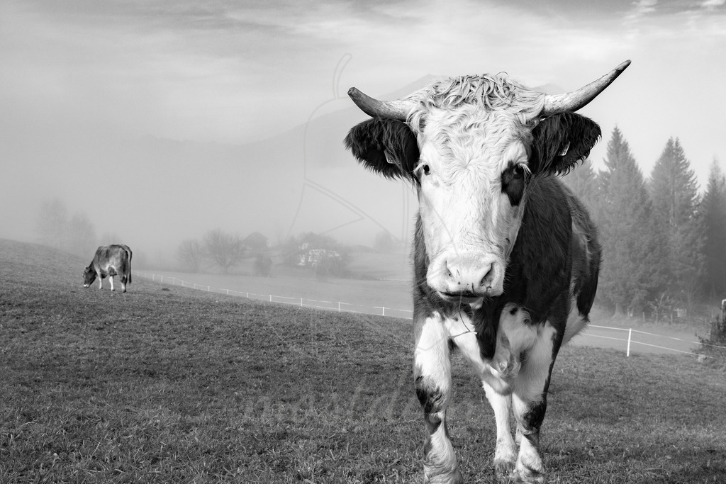 Kuh im Herbstnebel SW | Ihre Fotografin im Lungau, ihre Fotografin im Mostviertel, Wandbilder Onlineshop, Imagefotos für Ihr Unternehmen,  - Realisiert mit Pictrs.com
