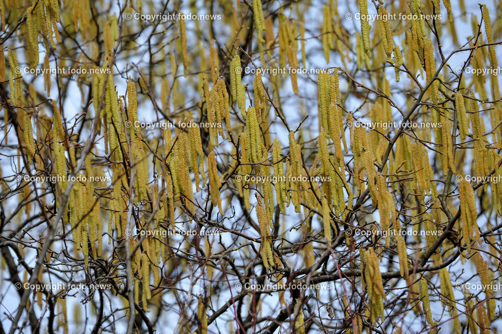 Fruehling_ Pollen_ 24.02.2025-2 | 24.02.2025, Linz, AUT, Fruehling, im Bild Graeser, Stauden, Baeume, Pollen, Allergie, Allergiker, Heuschnupfen, Haselnuss, Birke, Pflanze, Pflanzen, Flora, Natur